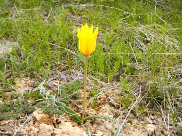 キルギス西部に位置するタラス州の丘陵地帯で見つけた野生種のチューリップ